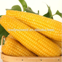 NCO012 Kele Guangzhou mejores semillas de maíz para la venta